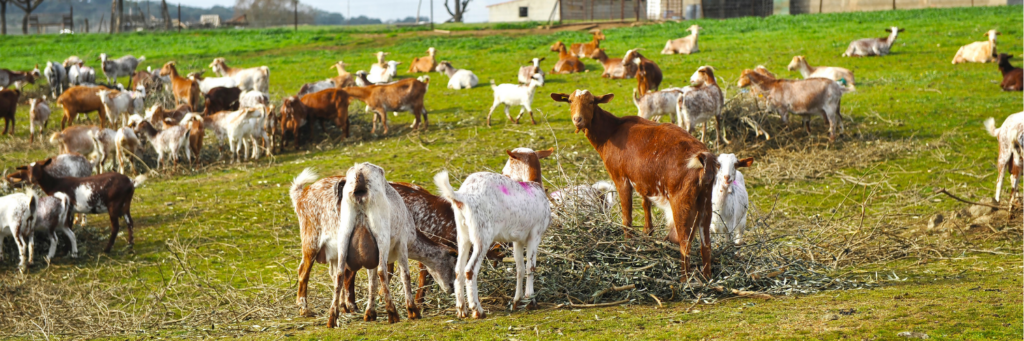 Cascina Bagaggera copertina articolo