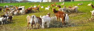 Cascina Bagaggera copertina articolo