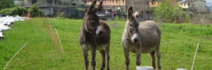 Azienda Agricola Iside la gestione del pascolo